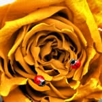 Clous d'oreilles Argent 925 avec laque, Coccinelle - 335238