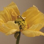 Paul Hewitt Waves Twisted Damenring Marinium Ocean Steel Goldig - PH-JE-0241